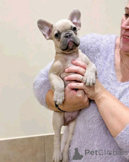 Zdjęcie №1. buldog francuski - na sprzedaż w Kilkenny | negocjowane | Zapowiedź №173353