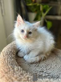 Zdjęcie №3. Kocięta syjamskie te koop. Holandia