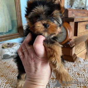 Zdjęcie №2 do zapowiedźy № 133369 na sprzedaż  yorkshire terrier - wkupić się Niemcy prywatne ogłoszenie
