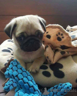 Zdjęcie №2 do zapowiedźy № 160541 na sprzedaż   - wkupić się Austria prywatne ogłoszenie