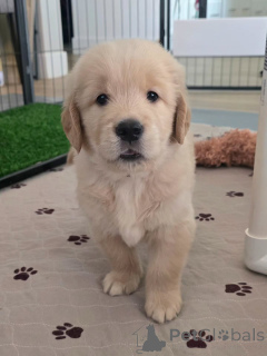 Zdjęcie №2 do zapowiedźy № 174965 na sprzedaż  golden retriever - wkupić się Niemcy prywatne ogłoszenie