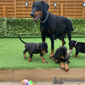 Zdjęcie №1. doberman - na sprzedaż w Celje | negocjowane | Zapowiedź №175793