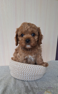 Zdjęcie №1. kawapu - na sprzedaż w Mińsk | Bezpłatny | Zapowiedź №156622