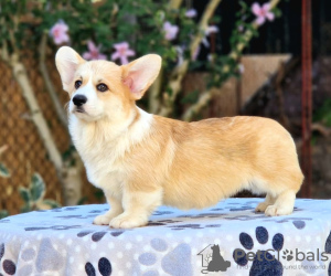 Zdjęcie №3. Welsh Corgi Pembroke szczenięta na sprzedaż. Serbia