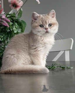 Zdjęcie №2 do zapowiedźy № 159474 na sprzedaż  chinchilla cat - wkupić się Niemcy hodowca