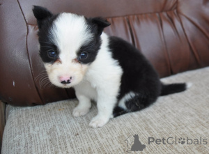 Zdjęcie №4. Sprzedam border collie w Šabac. prywatne ogłoszenie - cena - negocjowane