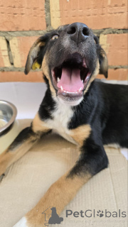 Zdjęcie №4. Sprzedam pies nierasowy w Москва. prywatne ogłoszenie - cena - Bezpłatny