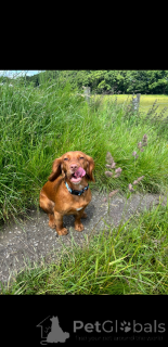 Zdjęcie №4. Sprzedam cocker spaniel angielski w Coovol.  - cena - 1622zł