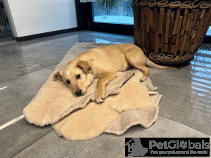 Zdjęcie №3. Daję szczeniaki w dobrych rękach przez 3 miesiące.. Federacja Rosyjska