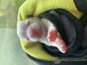 Zdjęcie №1. maltańczyk - na sprzedaż w Moskova | negocjowane | Zapowiedź №146079