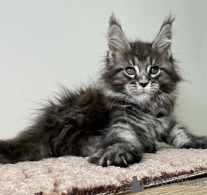 Zdjęcie №1. maine coon - na sprzedaż w Baden-Baden | 4736zł | Zapowiedź № 163716