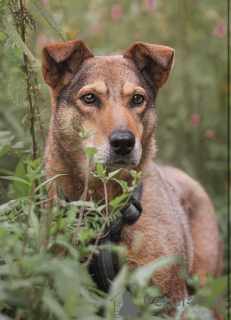 Zdjęcie №1. pies nierasowy - na sprzedaż w Москва | Bezpłatny | Zapowiedź №25774