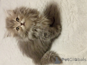 Zdjęcie №3. Brytyjskie długie włosy. Turcja