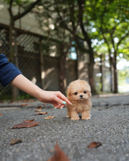Zdjęcie №4. Sprzedam maltipu w Helsinki. hodowca - cena - 3109zł