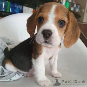 Dodatkowe zdjęcia: Piękne szczenięta Beagle