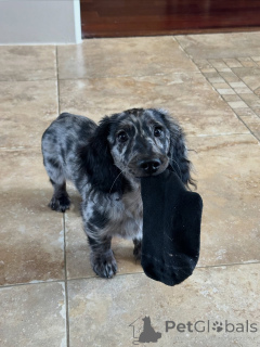 Zdjęcie №2 do zapowiedźy № 144413 na sprzedaż  jamnik - wkupić się Republika Czeska hodowca