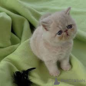 Zdjęcie №3. Chatons Exotic Shorthair do sprzedaży. Belgia