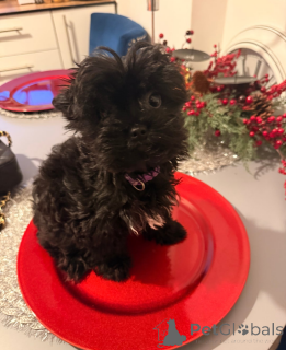 Zdjęcie №3. Piękna dziewczyna rasy Yorkshire Terrier gotowa do wyjazdu. Chorwacja