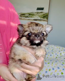 Zdjęcie №1. chihuahua (rasa psów) - na sprzedaż w Aschaffenburg | negocjowane | Zapowiedź №160056