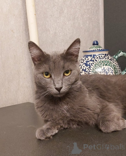 Zdjęcie №4. Sprzedam rosyjski niebieski w Moskova. prywatne ogłoszenie - cena - Bezpłatny