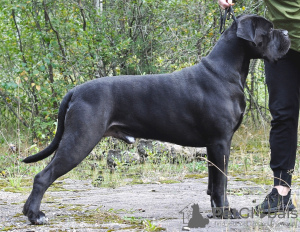 Dodatkowe zdjęcia: Szczenięta Cane Corso