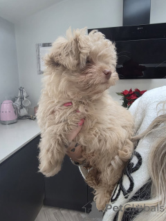 Zdjęcie №1. chihuahua (rasa psów) - na sprzedaż w Joliette | Bezpłatny | Zapowiedź №161000