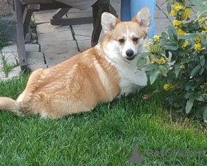 Zdjęcie №4. Sprzedam welsh corgi w Gomel. prywatne ogłoszenie - cena - 3130zł