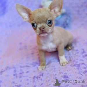 Zdjęcie №3. Teacup Chihuahua szczenięta do adopcji i remontu. USA