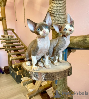 Zdjęcie №1. devon rex - na sprzedaż w Haan | 1674zł | Zapowiedź № 173917