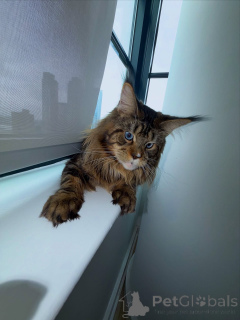 Zdjęcie №1. maine coon - na sprzedaż w Amberg | negocjowane | Zapowiedź № 155508