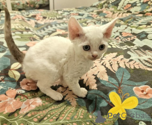 Zdjęcie №1. devon rex - na sprzedaż w Hamburg | 4171zł | Zapowiedź № 160334