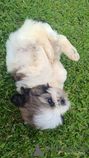 Zdjęcie №3. Sprzedam szczeniaki Shih Tzu. Polska