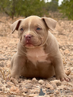 Zdjęcie №1. american bully - na sprzedaż w Alicante | negocjowane | Zapowiedź №151786