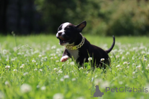 Zdjęcie №3. Miniaturowa dziewczyna American Bools. Federacja Rosyjska