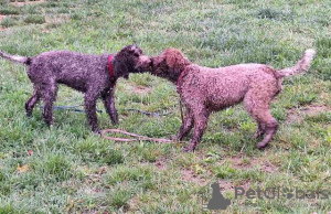 Dodatkowe zdjęcia: Szczenięta Lagotto Romagnolo