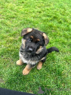 Zdjęcie №2 do zapowiedźy № 140711 na sprzedaż  owczarek niemiecki - wkupić się Niemcy hodowca