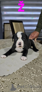 Zdjęcie №3. Pit Blue jest noszony przez szczenięta. Serbia