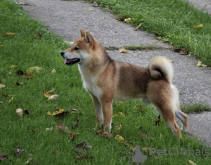 Dodatkowe zdjęcia: Szczenięta shiba inu tanio