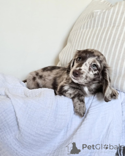 Zdjęcie №3. entzückende dackelwelpen zur adoption/zum verkauf verfügbar. Niemcy