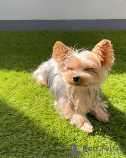 Zdjęcie №2 do zapowiedźy № 132661 na sprzedaż  yorkshire terrier - wkupić się Portugalia hodowca