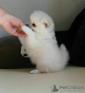 Zdjęcie №3. Pomeranian, szczeniak rodowodowy i LETNI SUPER RABAT!. Białoruś