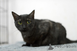 Zdjęcie №2 do zapowiedźy № 159232 na sprzedaż   - wkupić się Federacja Rosyjska prywatne ogłoszenie