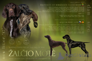 Zdjęcie №1. wyżeł niemiecki krótkowłosy - na sprzedaż w Šiauliai | 6219zł | Zapowiedź №146050