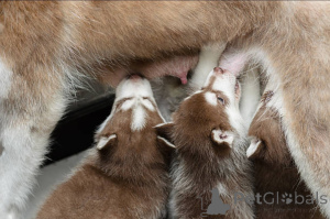 Zdjęcie №4. Sprzedam pies nierasowy w Glasgow. hodowca - cena - 4066zł