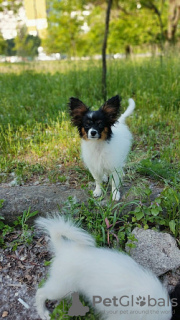 Zdjęcie №1. papillon (rasa psów) - na sprzedaż w Leipzig | 957zł | Zapowiedź №129929