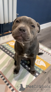 Zdjęcie №2 do zapowiedźy № 100198 na sprzedaż  amerykański staffordshire terier - wkupić się Węgry prywatne ogłoszenie