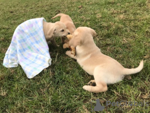 Zdjęcie №2 do zapowiedźy № 99496 na sprzedaż  labrador retriever - wkupić się Niemcy 