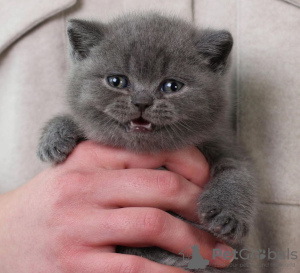 Zdjęcie №2 do zapowiedźy № 102294 na sprzedaż  scottish fold - wkupić się USA prywatne ogłoszenie