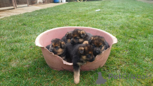 Zdjęcie №1. owczarek niemiecki - na sprzedaż w Aalter | negocjowane | Zapowiedź №164903