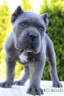 Zdjęcie №3. Cane Corso, kobieta i mężczyzna. Serbia